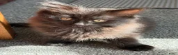 Mixed Breed cats for sale: Kittens for good homes - Advert 22