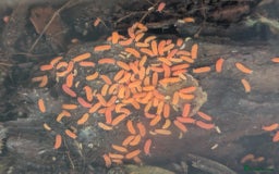 Mixed Breed invertebrates for sale: Tropical orange springtails  in Accrington - Image 1