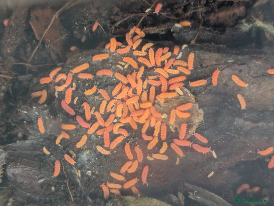 Mixed Breed invertebrates for sale: Tropical orange springtails  in Accrington - Image 1