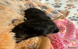 Maltipoo dogs for sale: F1 Toy Maltipoos - Image 21