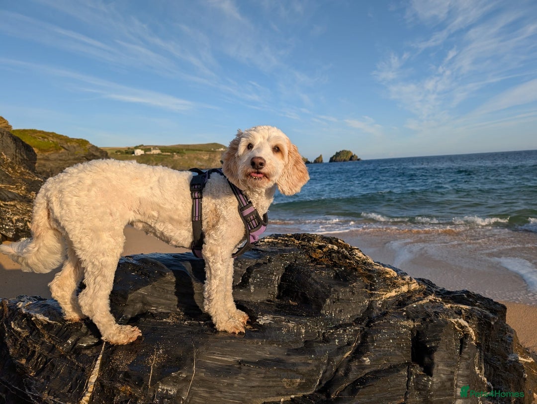 Cavapoo dogs for sale: Loveable two year-old Cavapoo Dolly - Advert 5