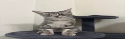 Domestic Shorthair cats for sale: 𝟐 𝐃𝐎𝐌𝐄𝐒𝐓𝐈𝐂 𝐒𝐇𝐎𝐑𝐓𝐇𝐀𝐈𝐑 🤎🩶 - Advert 7