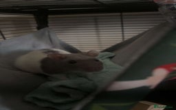 Rat rodents for sale: 2 rats for sale  - Image 4