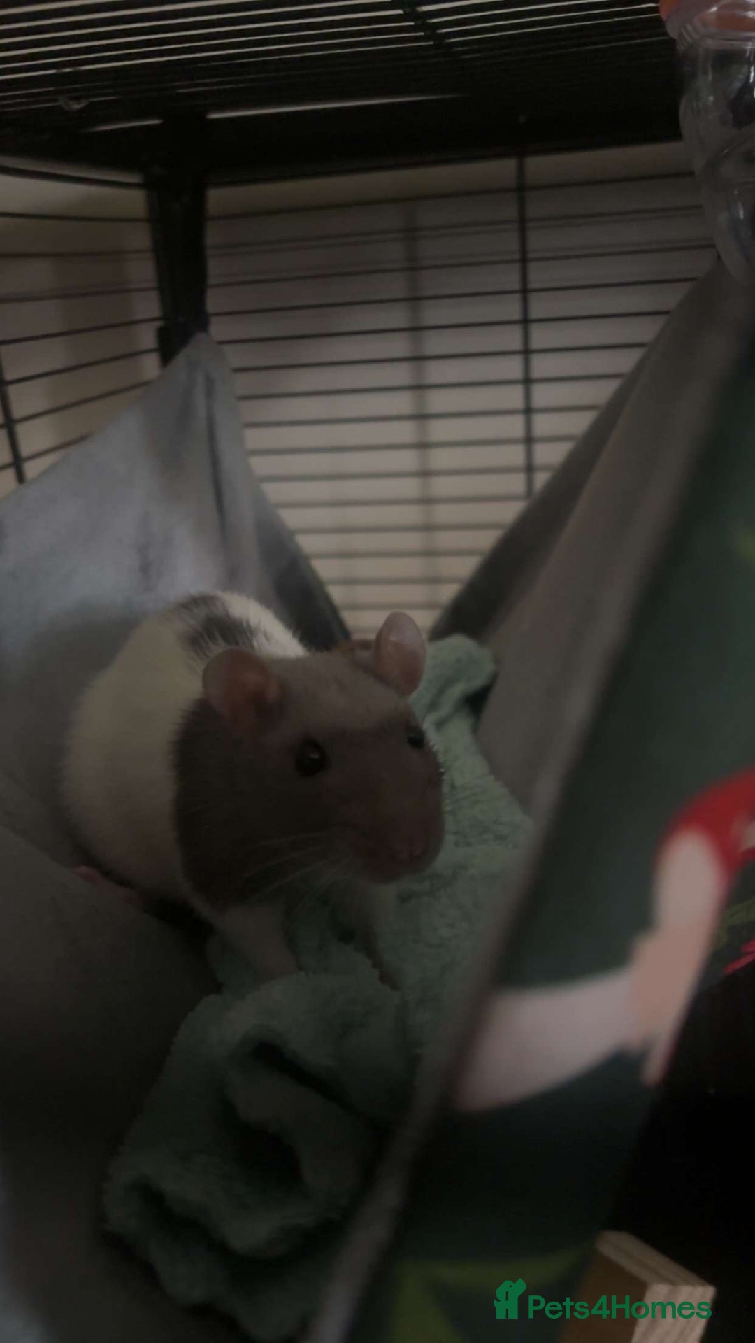 Rat rodents for sale: 2 rats for sale  - Image 4