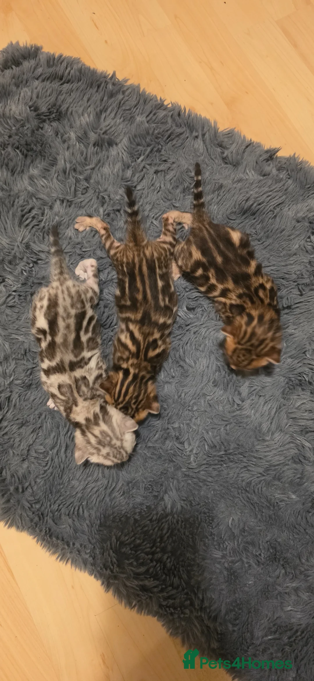 Bengal cats for sale: Full pedigree babies - Advert 15