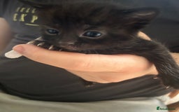 Mixed Breed cats for sale: 9 beautiful kittens  - Image 14