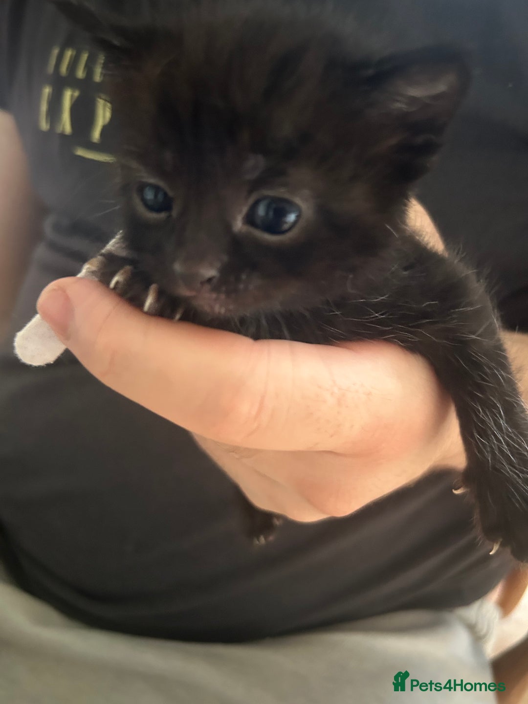 Mixed Breed cats for sale: 9 beautiful kittens  - Image 14