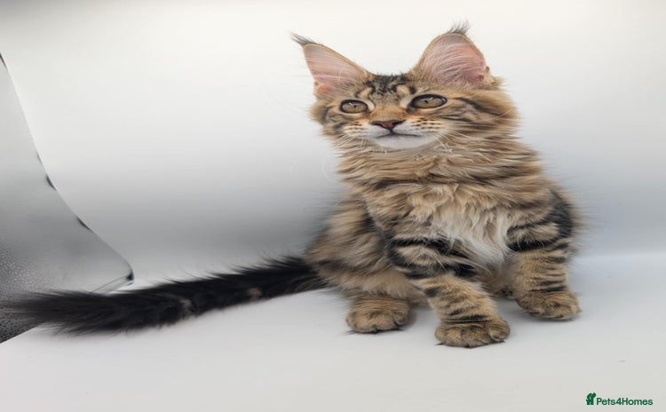 Maine Coon cats - Advert 5