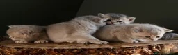 British Shorthair cats for sale: BSH Lilac Pedigree Queen - Retiring from Breeding - Advert 3