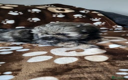 Shih Tzu dogs for sale: Adorable Shih tzu Puppies  - Image 11