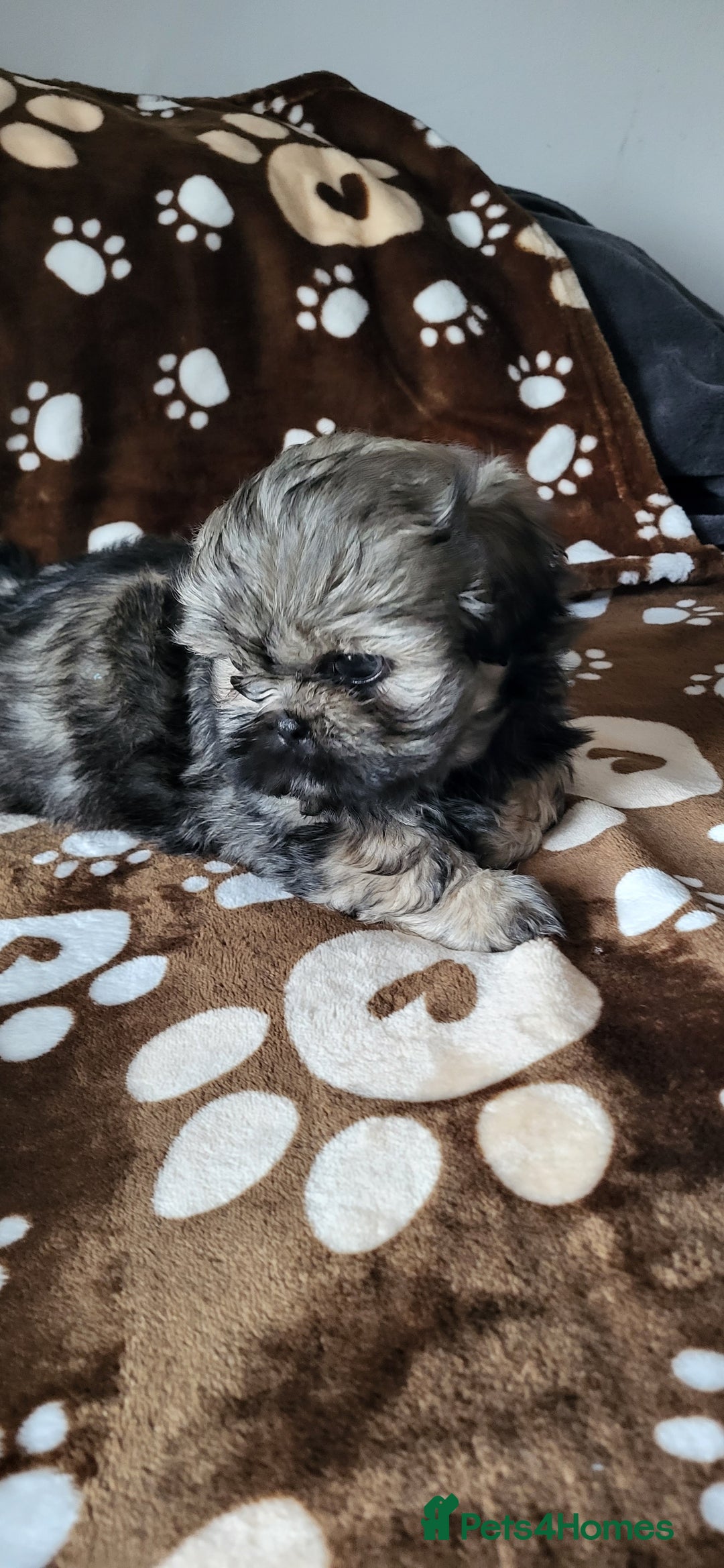 Shih Tzu dogs for sale: Adorable Shih tzu Puppies  - Image 11