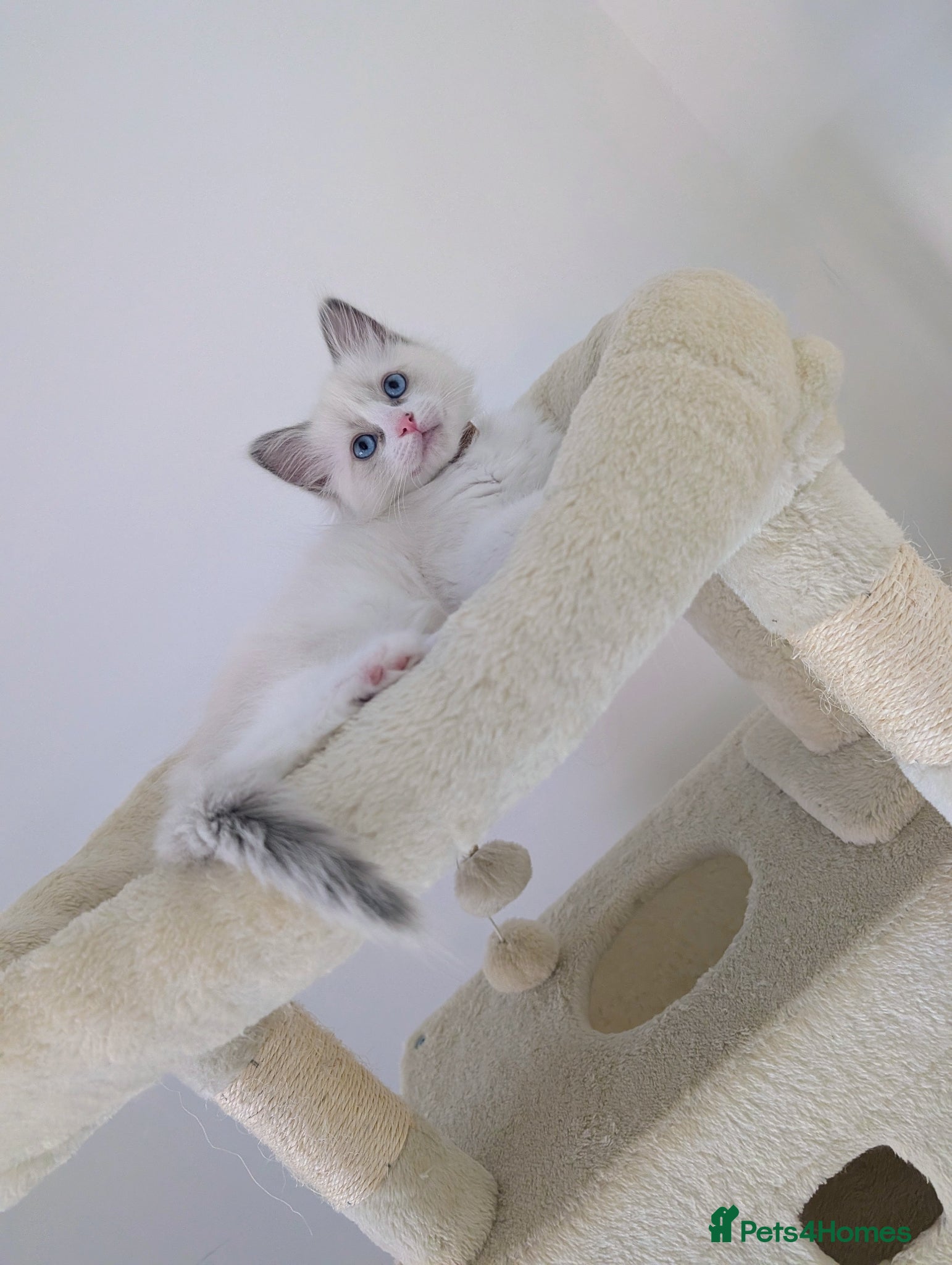 Ragdoll cats 3 beautiful Ragdoll kittens Brown girl avilable  - Advert 6