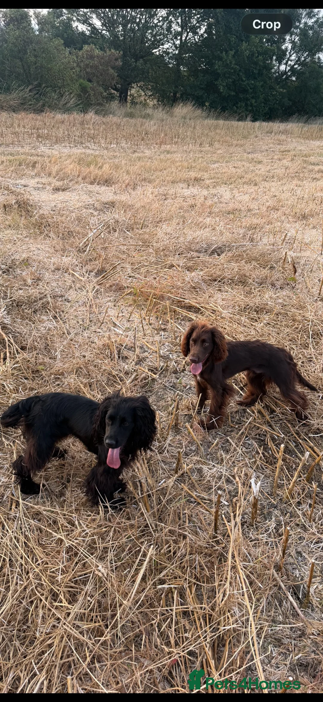 Cocker Spaniel dogs for sale: Cocker spaniel pups for sale - Advert 2