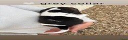 Beagle dogs for sale: ONLY 1 MALE LEFT - Gorgeous tricolour beagle pups - Advert 26