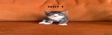 Little girl (girl 1)