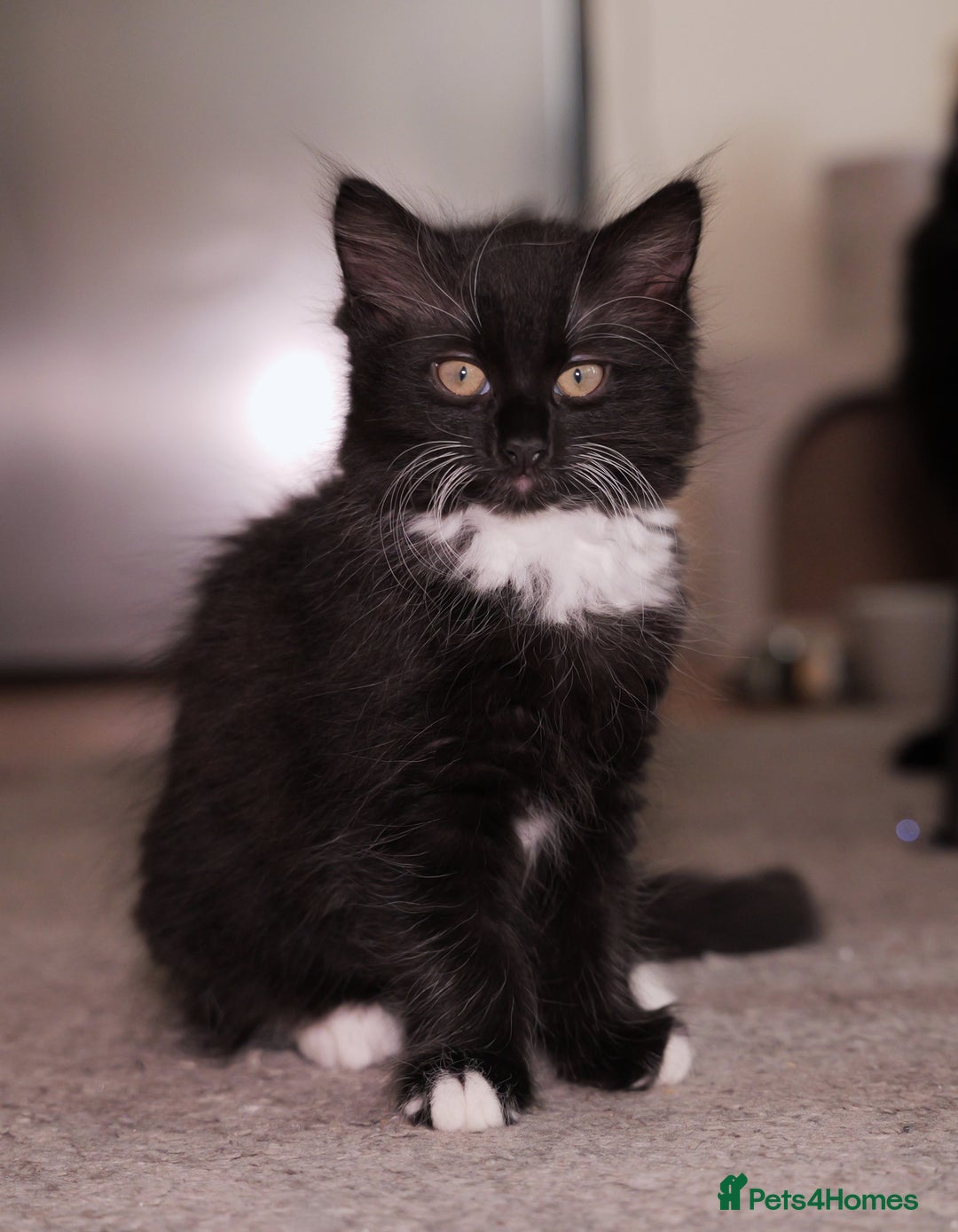 Turkish Angora cats for sale: Playful, Socialised Kittens Seeking Loving Home - Advert 15