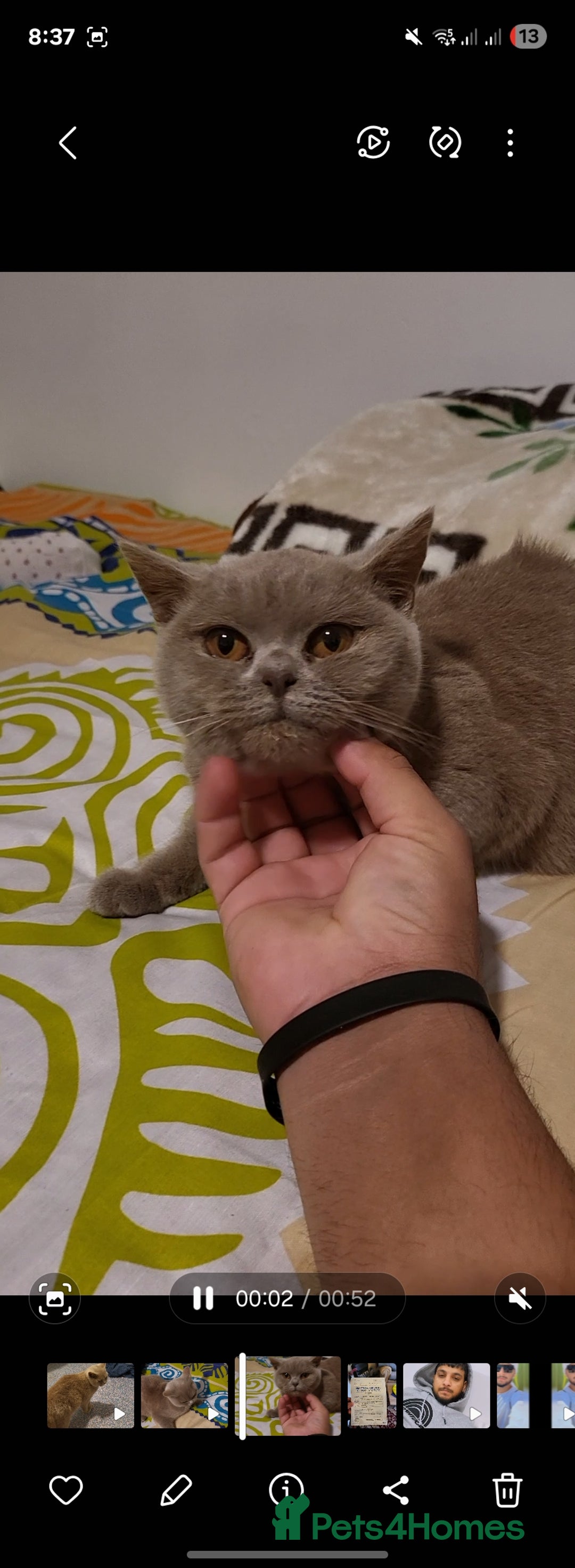 British Shorthair cats for sale: British Shorthair lilac  - Advert 3