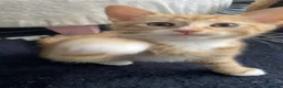 Tibetan cats for sale: Lukas  in Nottingham - Advert 17