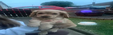 Cocker Spaniel 3