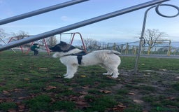 Caucasian Shepherd Dog dogs for sale: Caucasian sheepdog  - Advert 4