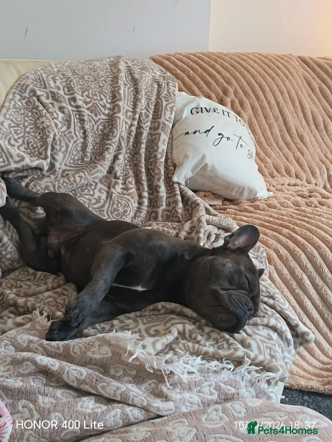 French Bulldog dogs for stud: Mr Louie Beans  in Bournemouth - Advert 2