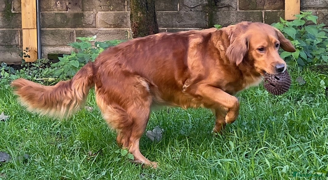 Golden Retriever dogs for sale: Hips elbows DNA perfect. 5 years old this july - Image 8