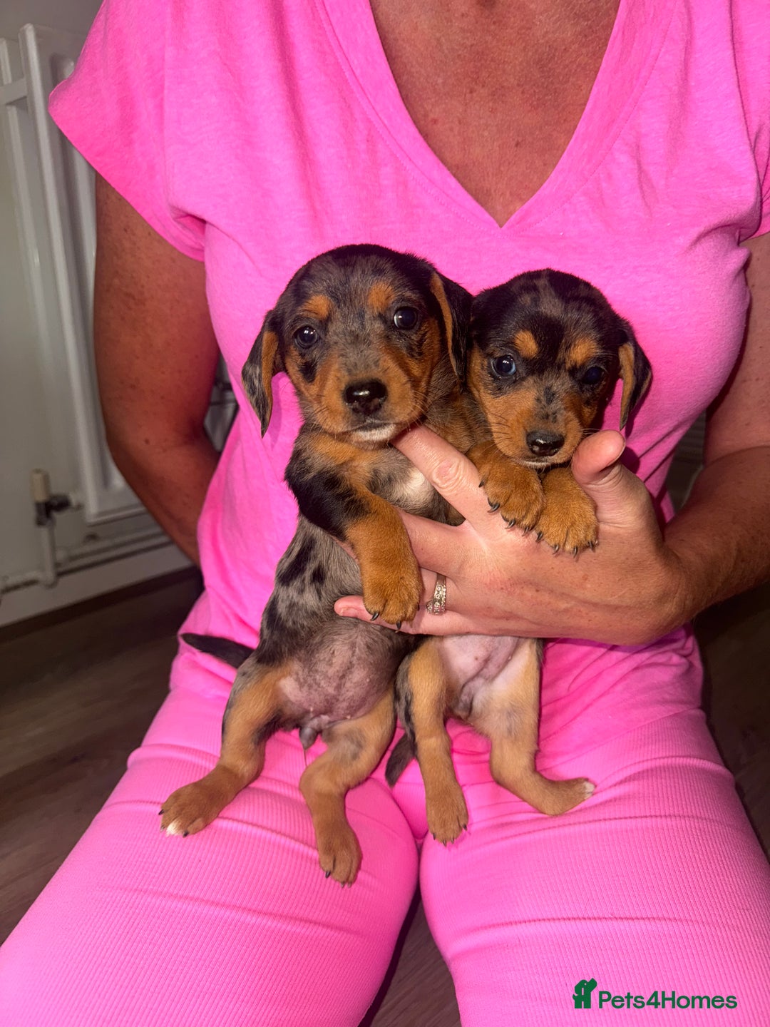 Mixed Breed dogs for sale: Jack Russel/miniature Datchound - Image 4