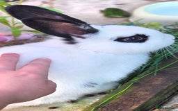 Dwarf Hotot rabbits for sale: Male black and white rabbit - Image 1