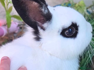 Dwarf Hotot rabbits - Advert 13