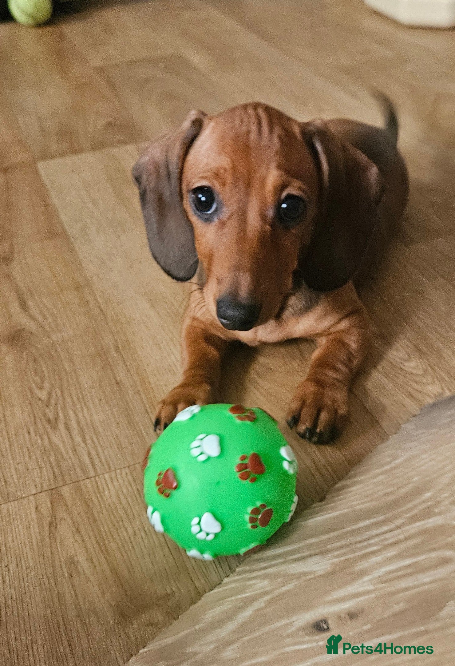 Miniature Dachshund dogs KC registered  PRA clear girls READY TO LEAVE  - Advert 2