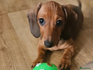 Miniature Dachshund dogs KC registered PRA clear girls READY TO LEAVE - Advert 2