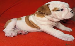 English Bulldog dogs for sale: Nine stunning bulldogs - Image 3