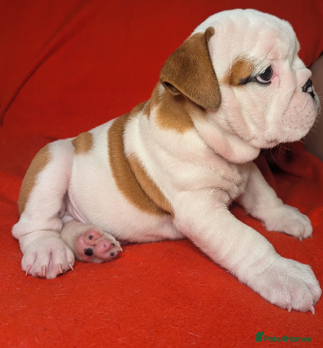 English Bulldog dogs for sale: Nine stunning bulldogs - Image 3