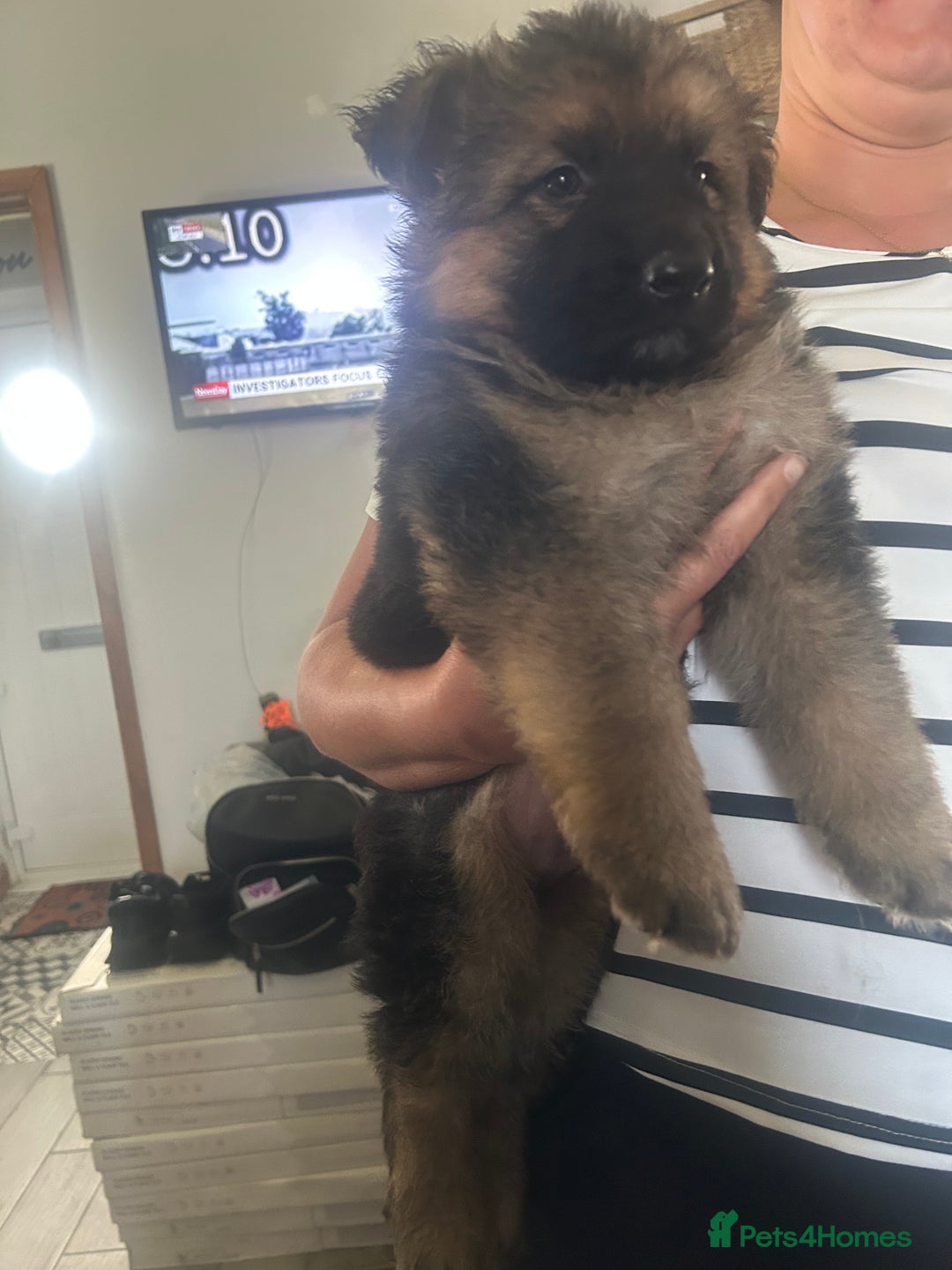 German Shepherd dogs for sale: Beautiful GSD pups - Image 18