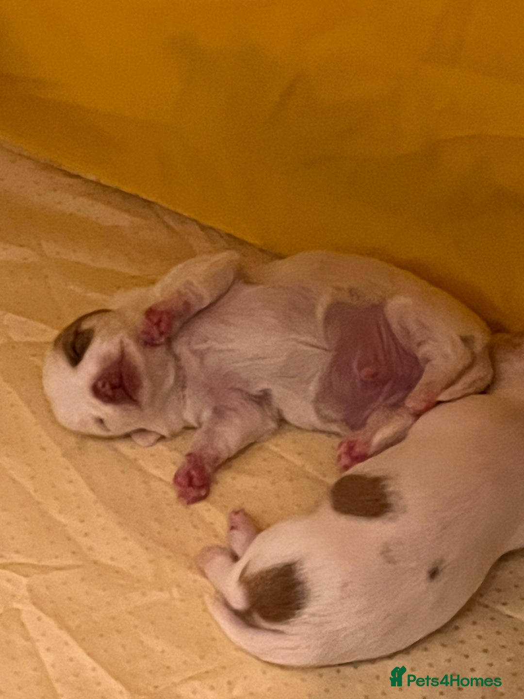 Chihuahua dogs for sale: 1 male chihuahua  - Advert 4