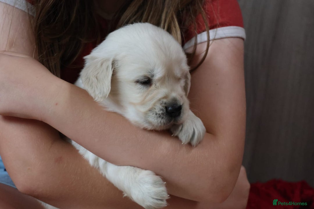 Golden Retriever dogs for sale: Extensively Health tested parents.Snowwhite Chunks - Image 9
