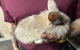 Lionhead rabbits for sale: 2 baby lionhead rabbits looking for a new home  - Image 2