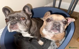 French Bulldog dogs for sale: Lola and Roo - Image 2