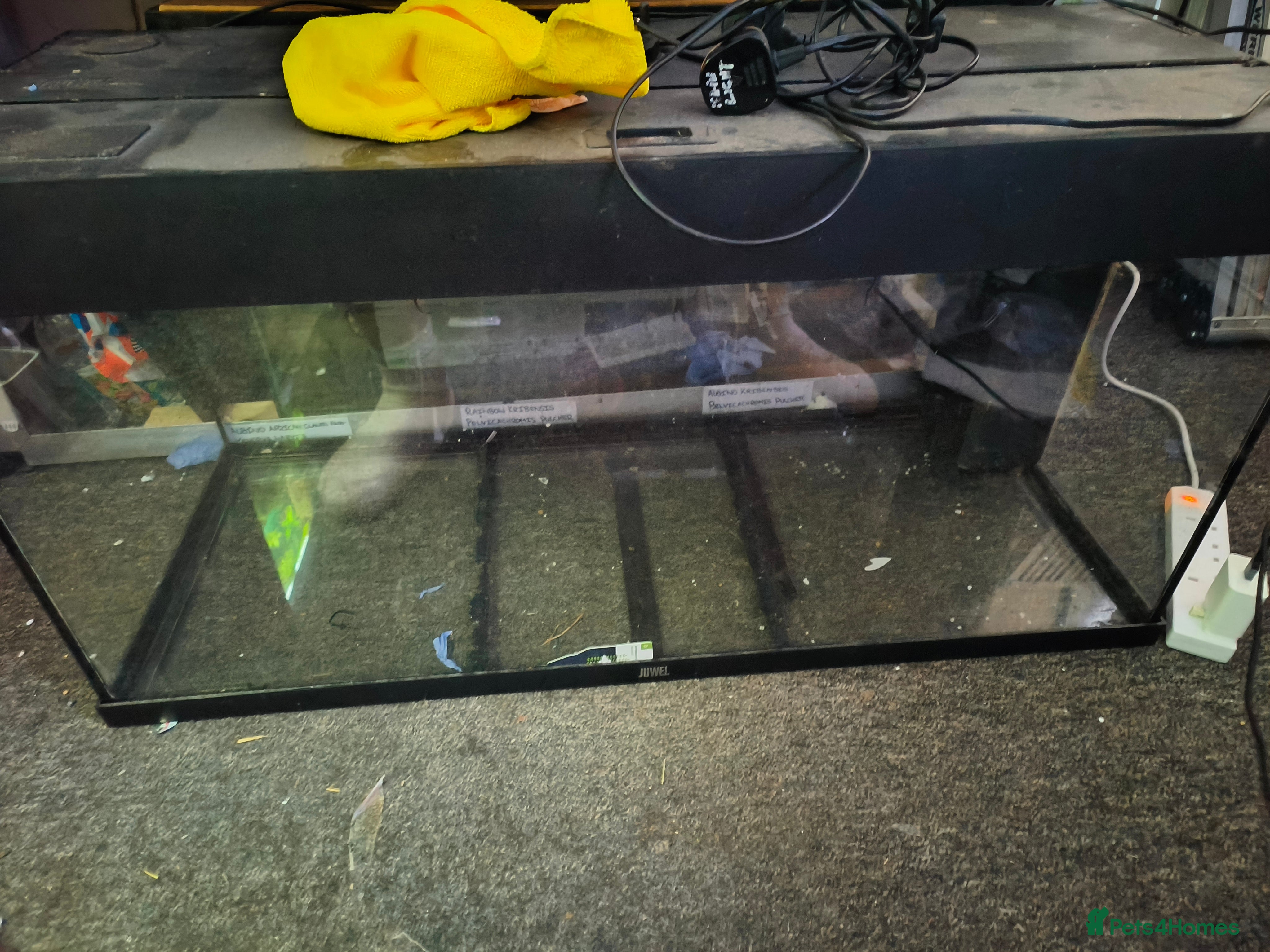 Cichlids fish Juwel Rio 180 - Advert 1