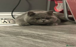 British Shorthair cats for sale: 9 month old British shorthair blue male - Image 6