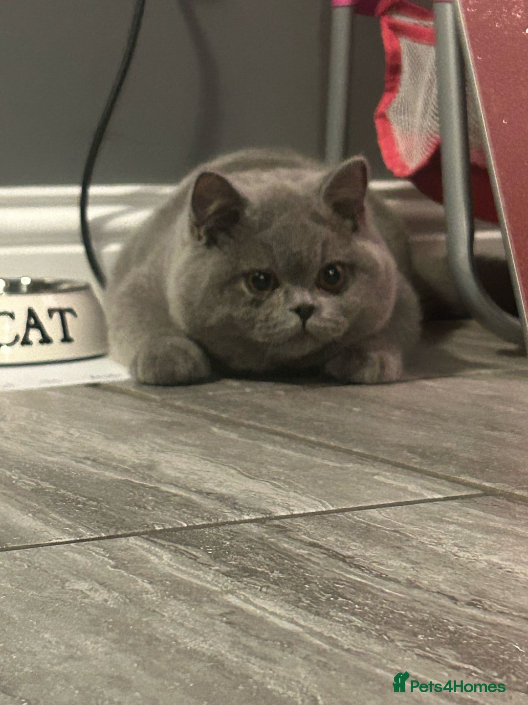 British Shorthair cats for sale: 9 month old British shorthair blue male - Image 6