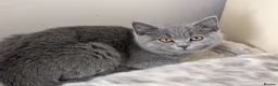 British Shorthair cats for sale: Two Beautiful Kittens are looking for home✨😸♥️ - Advert 5