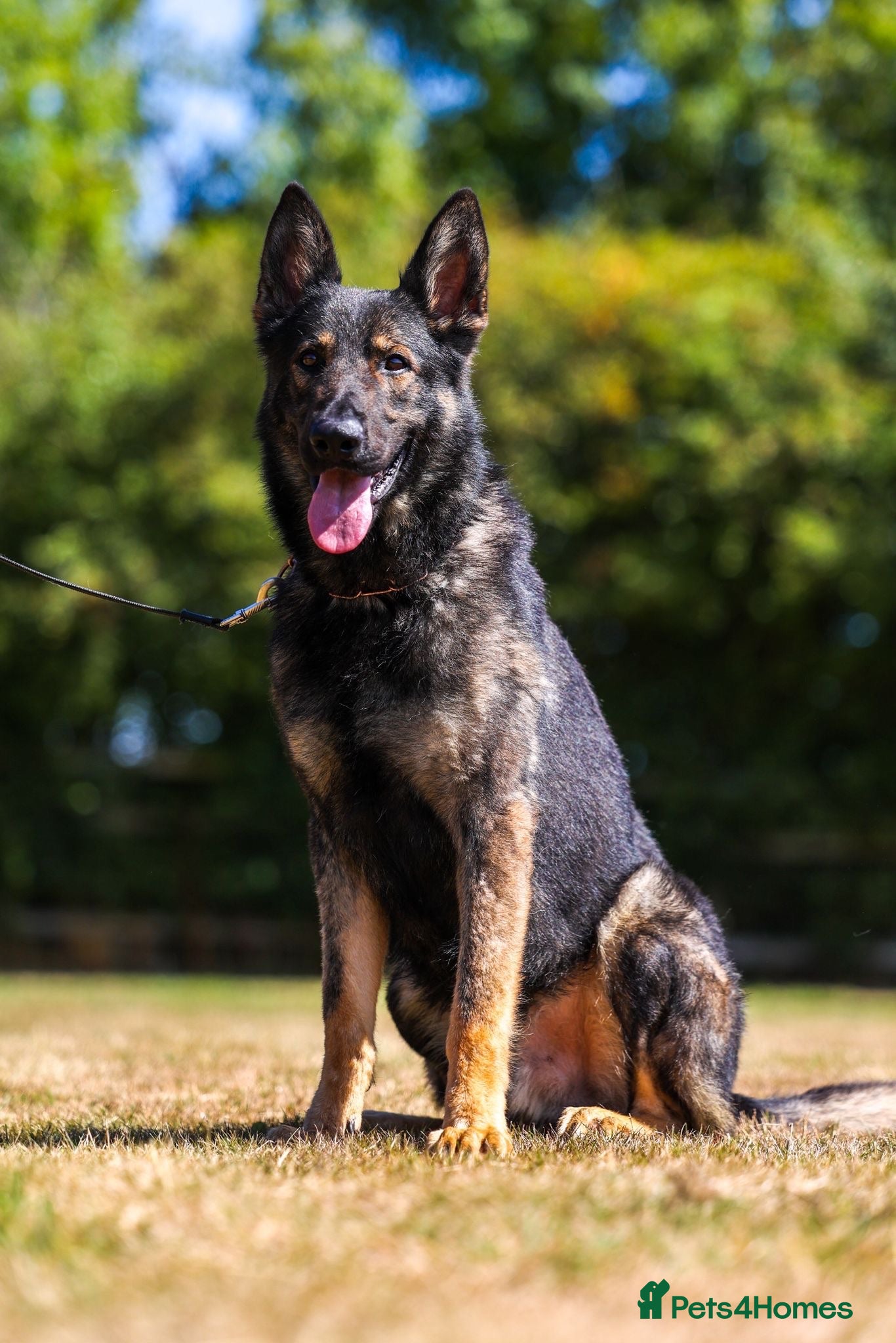 German Shepherd dogs TRAINED MALE - Advert 1