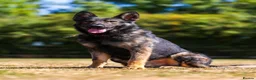 German Shepherd dogs for sale: TRAINED MALE - Advert 1