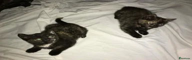 Mixed Breed Kitten 2