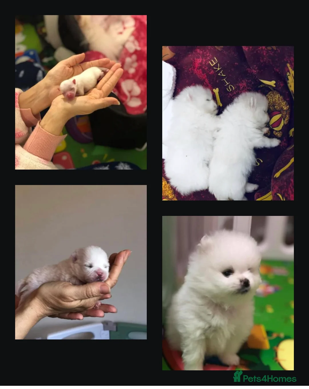 Pomeranian dogs for stud:  🏆 Asian White🏆 Pom TINY - Advert 8