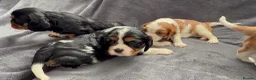 Cavalier King Charles Spaniel dogs for sale: Sweet RKCR Cavalier King Charles Spaniel Puppies - Advert 5