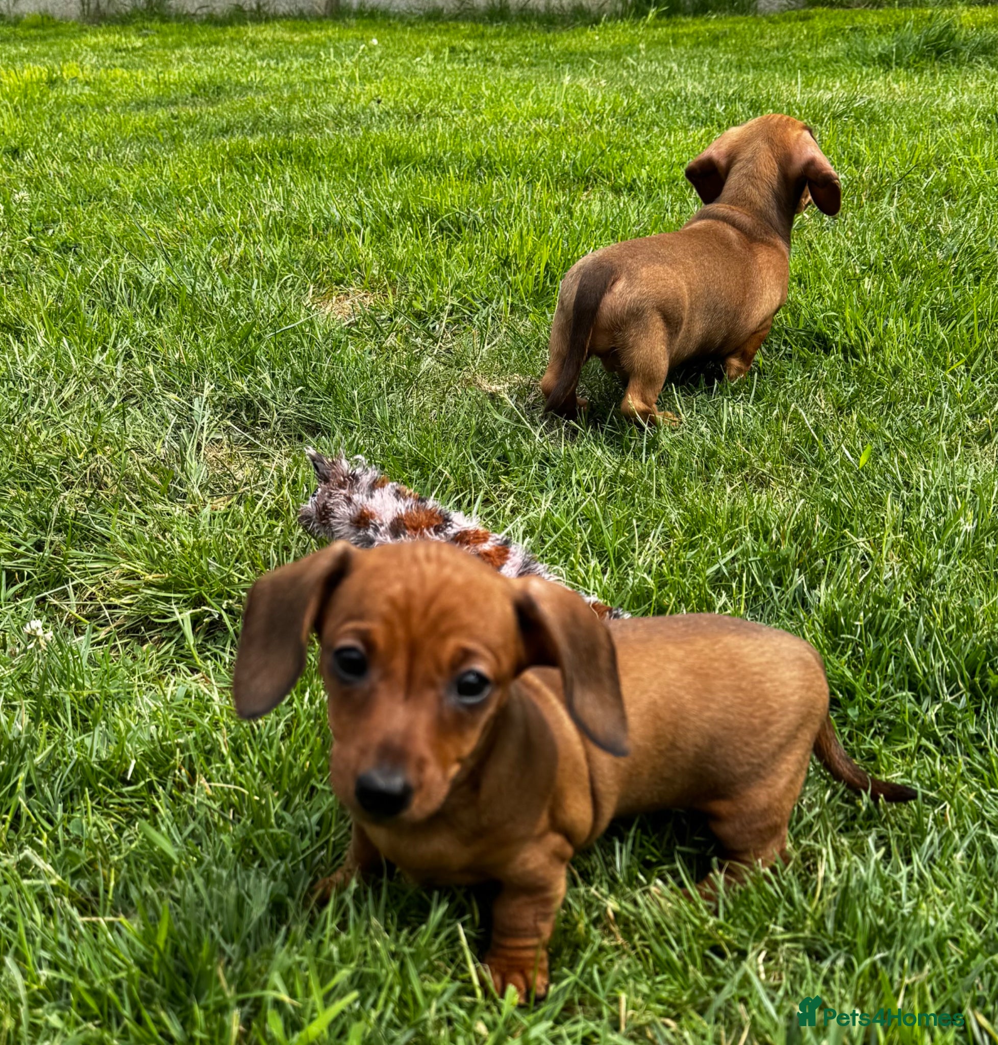 Miniature Dachshund dogs Kc reg/PRA clear mini red boy and girl - Advert 1