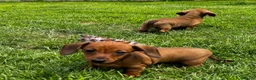 Miniature Dachshund dogs for sale: Kc reg/PRA clear mini red BOY AND GIRL - Advert 2