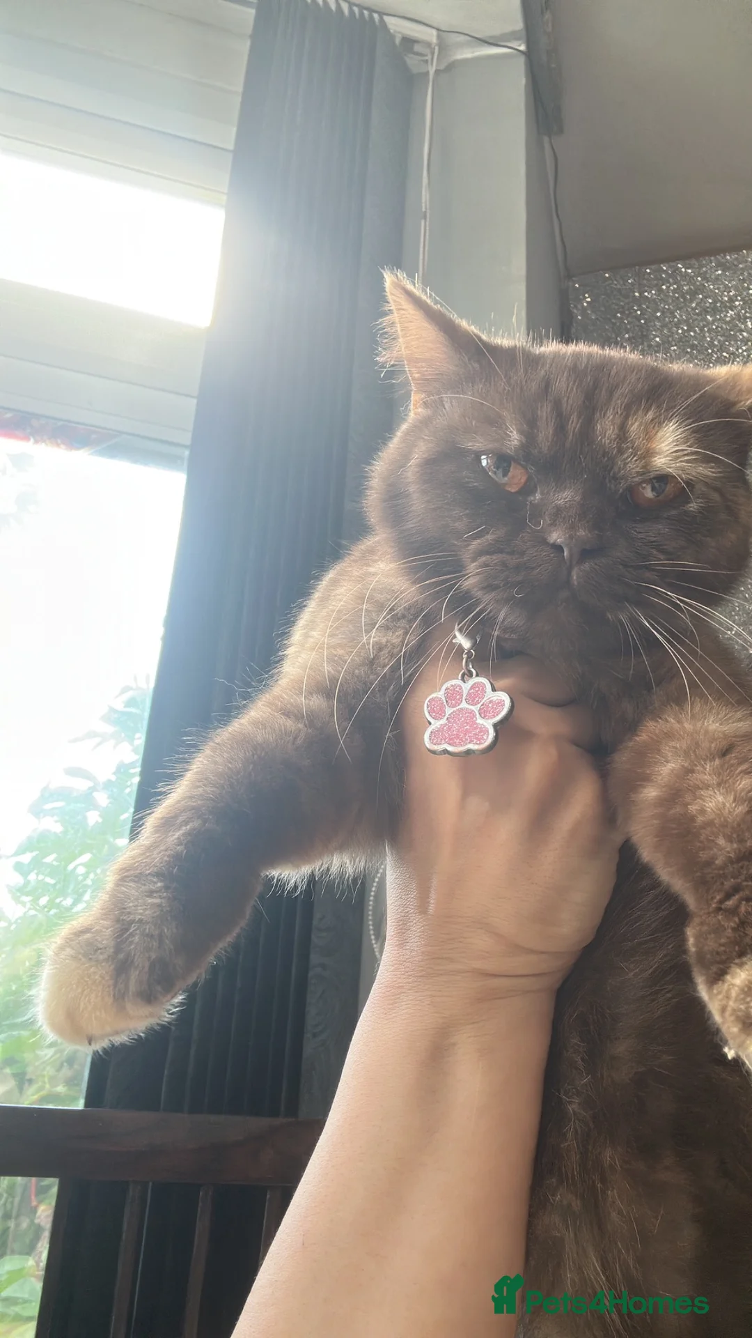 British Shorthair cats for sale:  Stunning Purebred GCCF BSH Tortoiseshell Girl - Advert 8